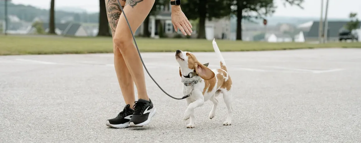 Rachel heeling a beagle on a loose leash in a car park